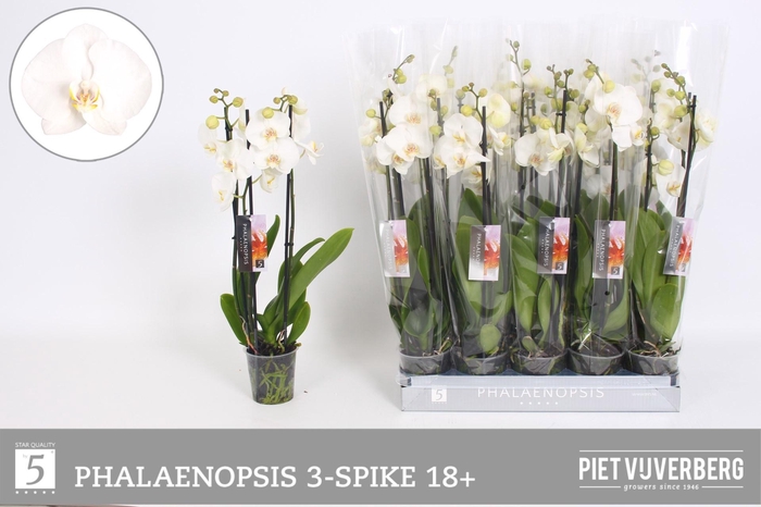 <h4>PHAL OV WIT</h4>