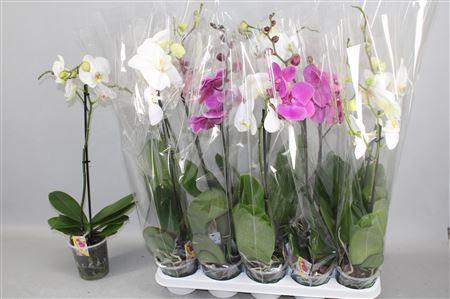 <h4>Phal Gem 1 Tak</h4>
