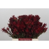 Leucadendron Blush Spray