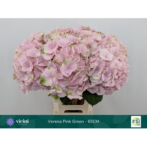 HYDR M CH VERENA