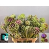 CYNARA SCOLYMUS