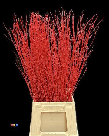 <h4>Betula / Berkentak Red</h4>