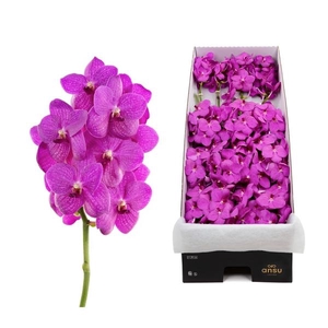 Vanda Hot Pink x16