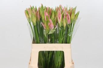 <h4>Nerine Vesta K</h4>