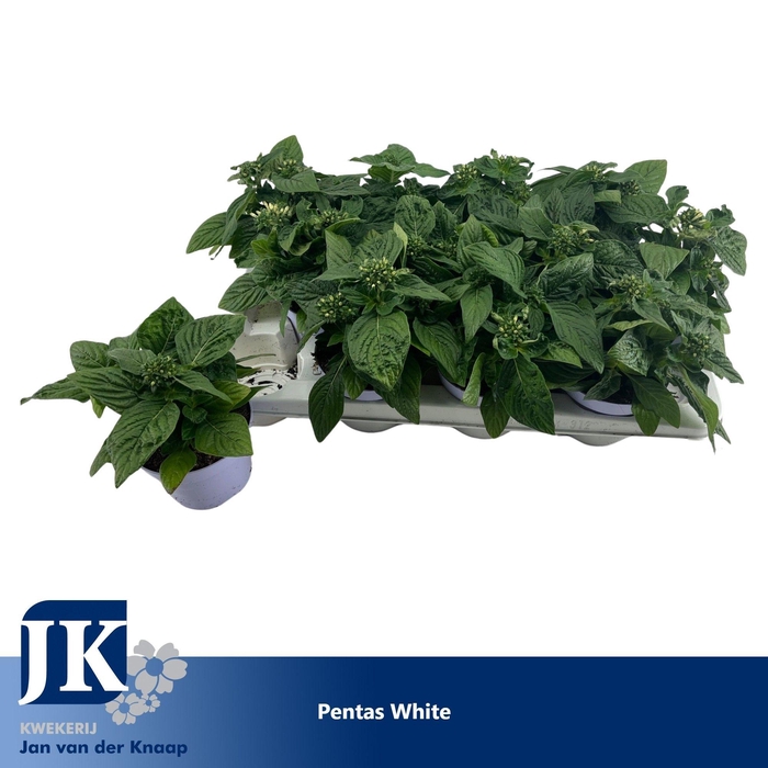 <h4>Pentas Lanceolata 'Graffiti White'</h4>