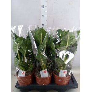 Dieffenbachia  'Green Magic'