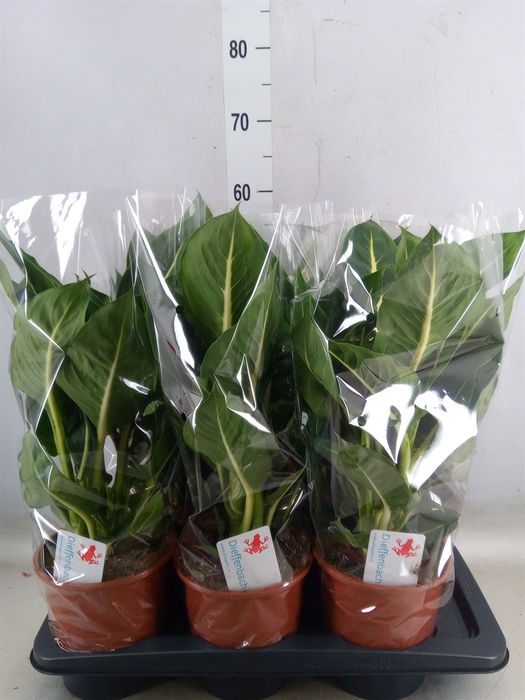 <h4>Dieffenbachia  'Green Magic'</h4>