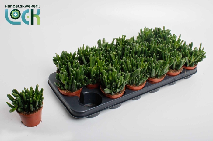 <h4>Crassula Horn Tree</h4>