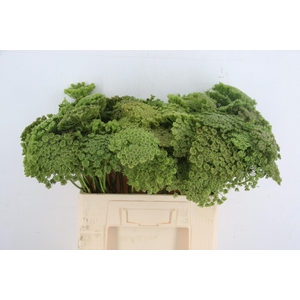 AMMI VIS GREEN MIST