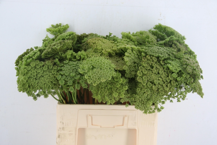 <h4>AMMI VIS GREEN MIST</h4>