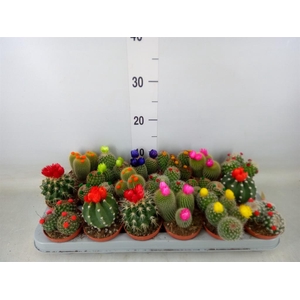 Cactus   ...decorated