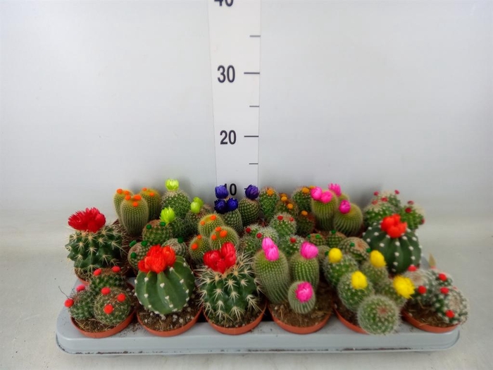 <h4>Cactus   ...decorated</h4>