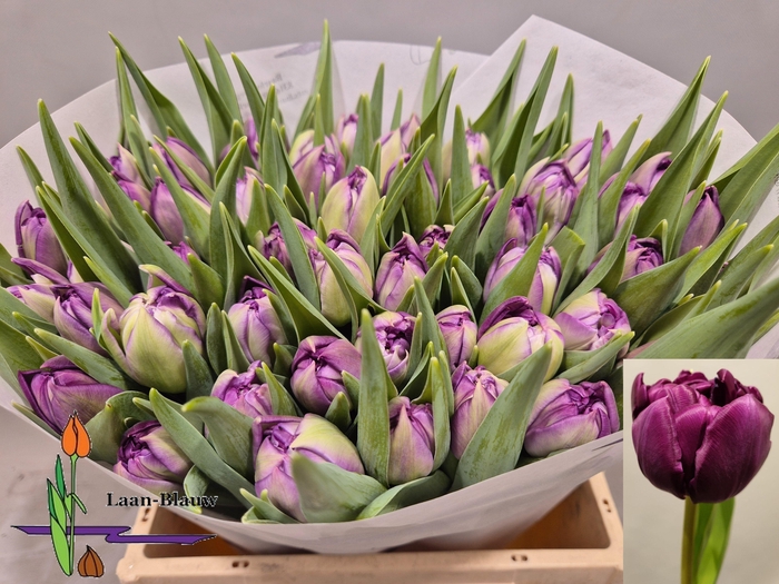 <h4>TU DU PYTHON</h4>