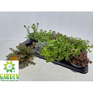 SEDUM GEM