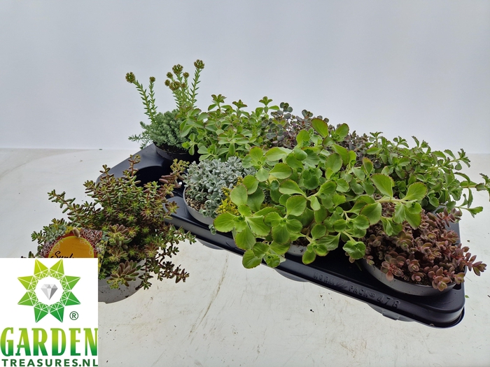 <h4>SEDUM GEM</h4>