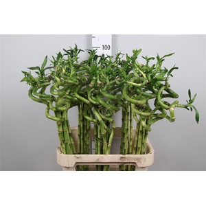 Drac Lucky Bamboo 90cm