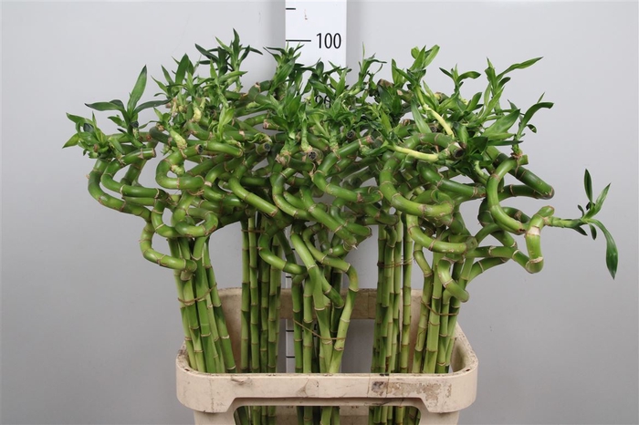 Drac Lucky Bamboo 90cm