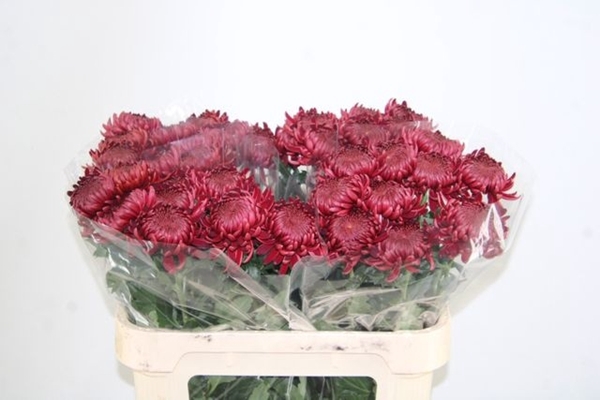 <h4>CHR G BIGOUDI RED</h4>