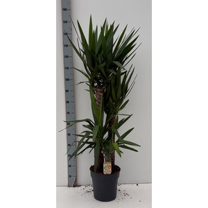 YUCCA