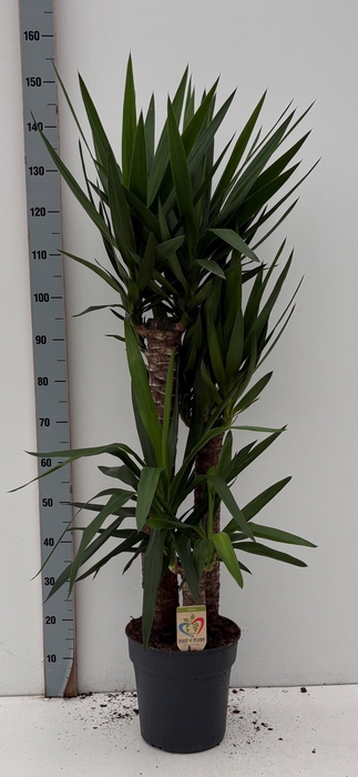 <h4>YUCCA</h4>