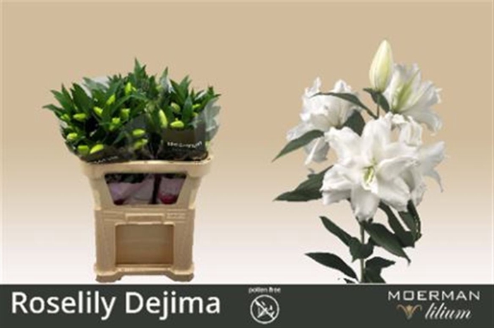 <h4>Li Or Du Rl Dejima</h4>