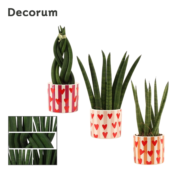 <h4>Sansevieria Cylindrica 6 cm mix in Noura (Bubblicious-collection</h4>