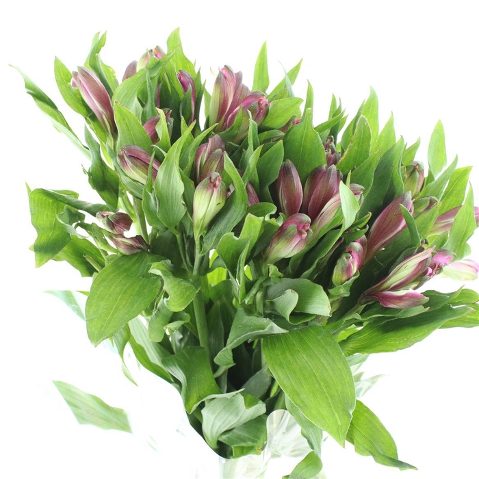 <h4>Alstr Floriano Super Select</h4>