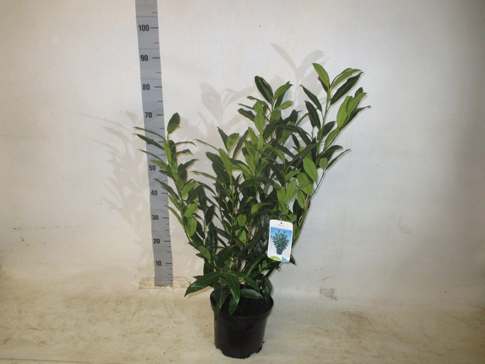 <h4>PRUN LA HERBERGII</h4>