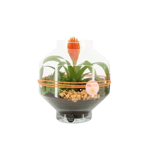 Arrangementen kamerplanten 6%