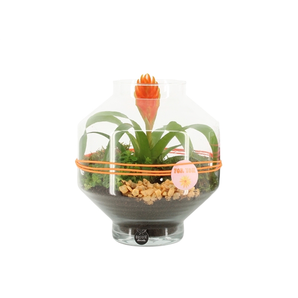 <h4>Arrangementen kamerplanten 6%</h4>