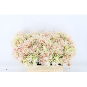 Serruria Blushing Bride