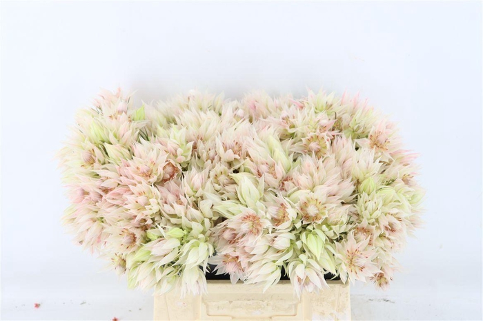 <h4>Serruria Blushing Bride</h4>