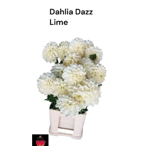 DAHL DAZZ MILA