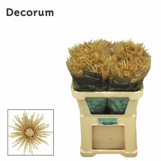 <h4>Chr G Cipria Salmon</h4>