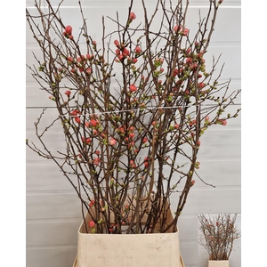 CHAENOMELES JAPONICA