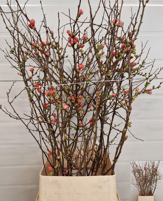 <h4>CHAENOMELES JAPONICA</h4>
