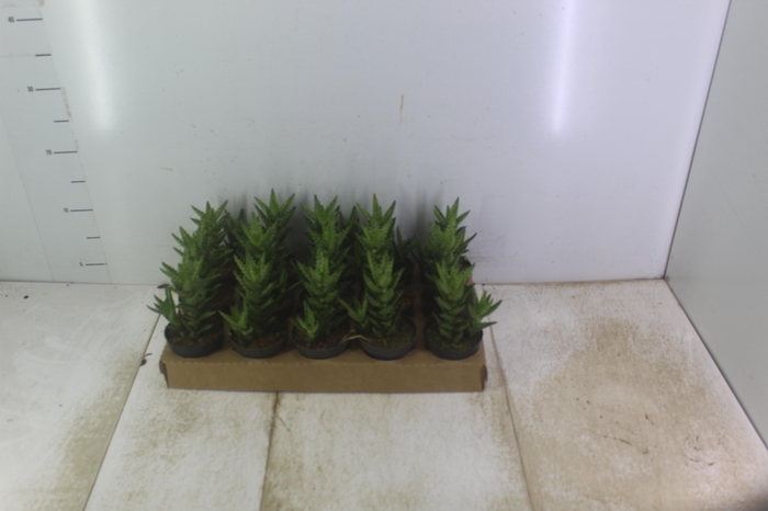 <h4>ALOE VERA P09</h4>