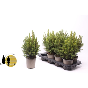 Picea Gl Perfecta