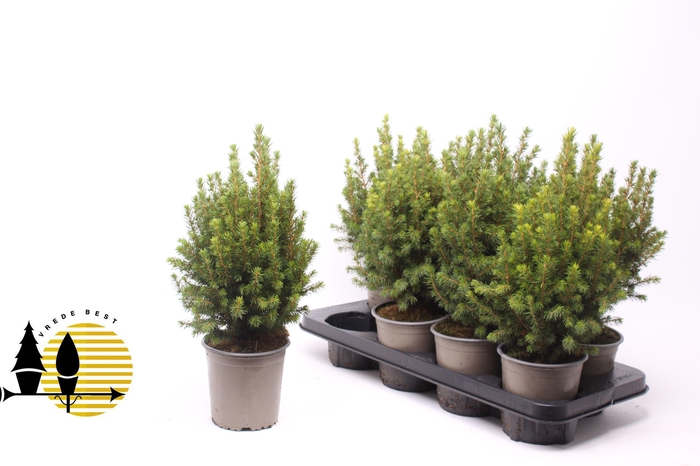 <h4>Picea Gl Perfecta</h4>