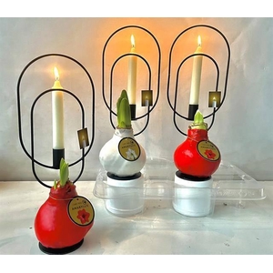 BLOEMBOL HIPPEASTRUM