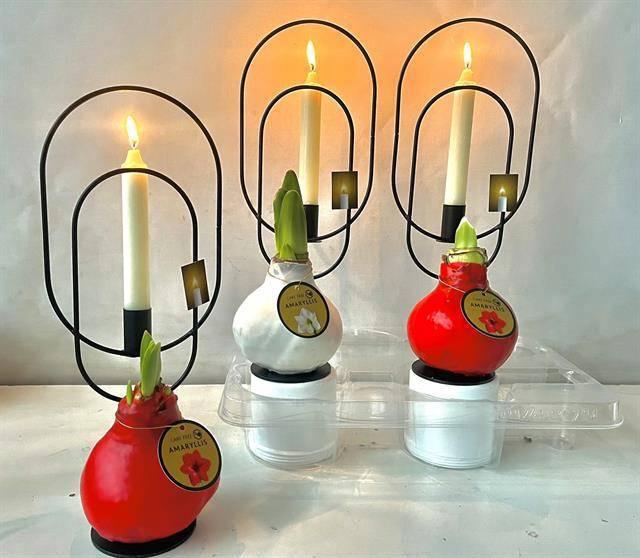 <h4>BLOEMBOL HIPPEASTRUM</h4>