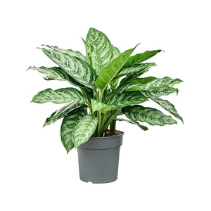 Aglaonema 'Chantal'