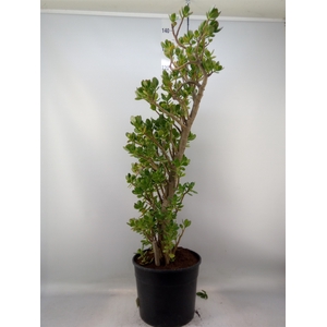 Crassula ovata