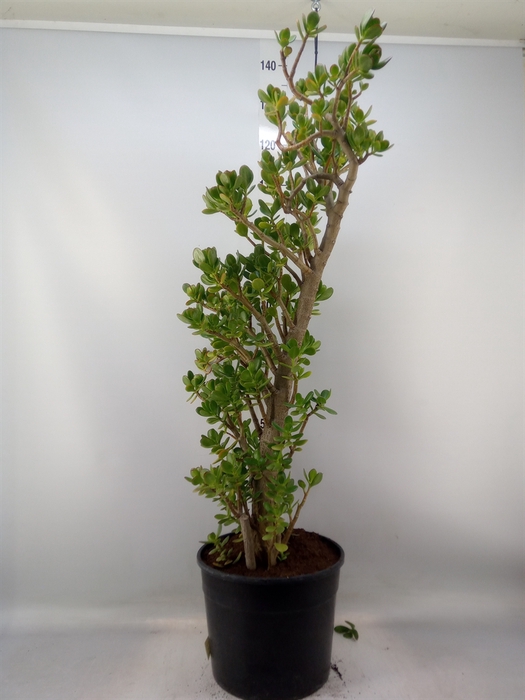 <h4>Crassula ovata</h4>