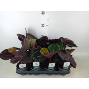 Calathea roseopicta 'Dottie'