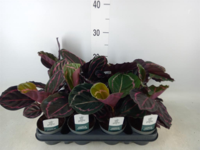 <h4>Calathea roseopicta 'Dottie'</h4>