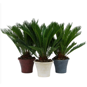 Cycas in hosta big aardewerker pot