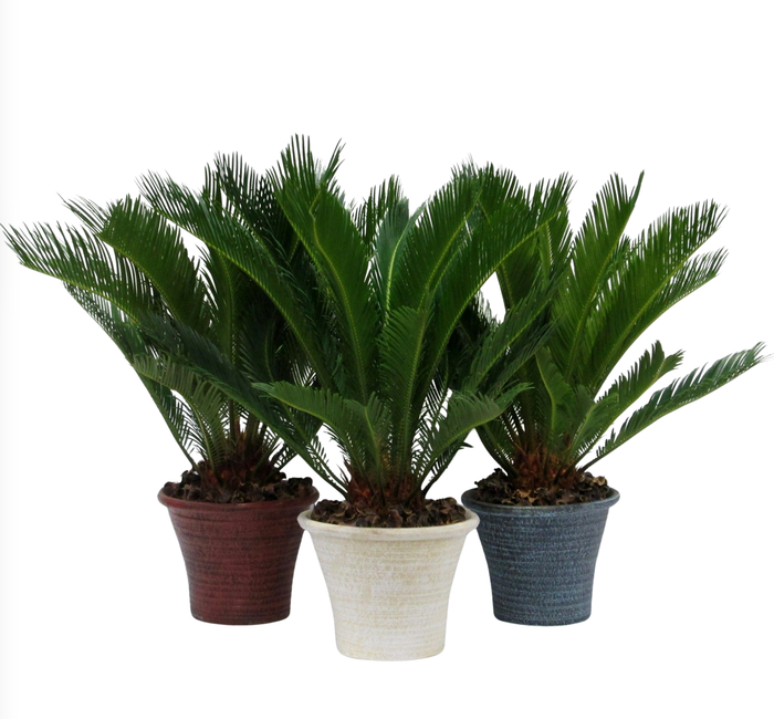 <h4>Cycas in hosta big aardewerker pot</h4>