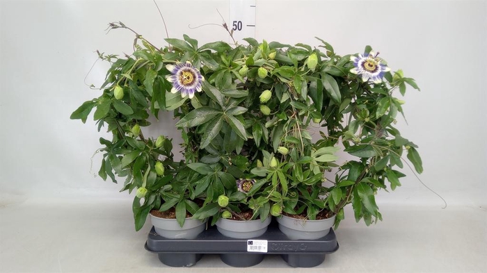 <h4>Passiflora caerul.</h4>