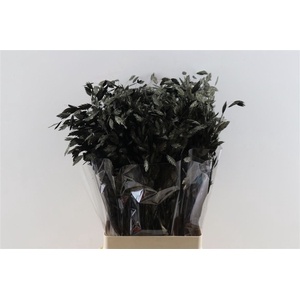 Dried Chasmantium Metallic Black Stem